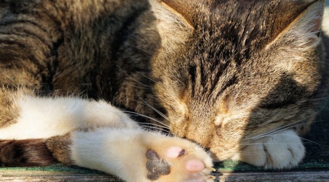 【海外の反応】バシャールが言うみたいにワクワクしないんだけど、どうなの？