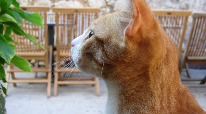 イントロバート（内向的な人）が魅力的な８つの理由