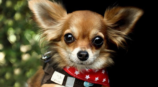 動物にもある？　７つのチャクラ