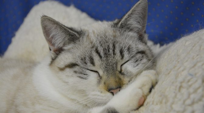 寝る前にやってみよう！　引き寄せの法則　睡眠テクニック２つ