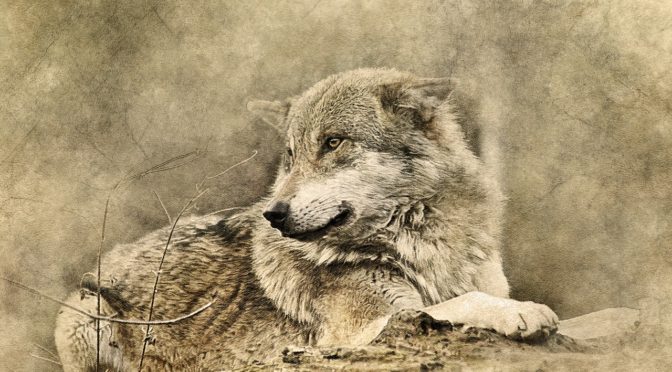 あなたが前世でどんな動物だったか分かるテスト