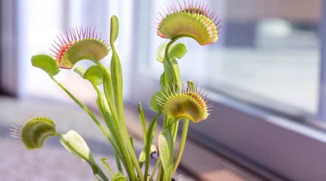 あなたがエゴのトラップにはまっている５つのサイン