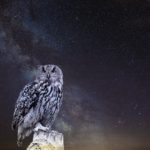 次元ジャンプの方法　永遠のフクロウ The Owls of Eternity